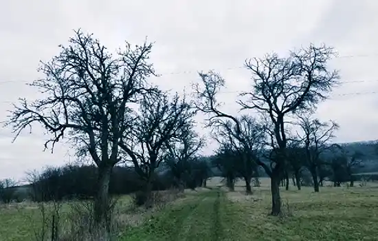 Revitalizace obecního sadu Dobrovice - Sýčina