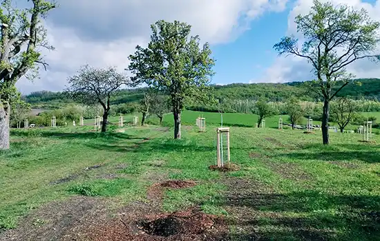 Revitalizace obecního sadu Dobrovice - Sýčina - Potřeby klienta